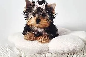 Piękna Malutka Sunia yorkshire terrier