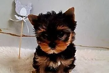 Piękna Malutka Sunia yorkshire terrier, Dolnośląskie, Brzeg Dolny