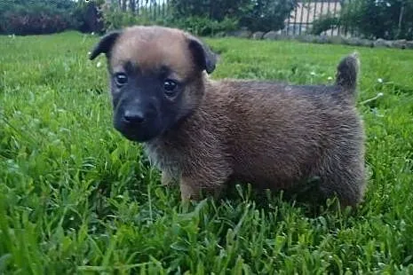 Mikrus szczeniak do adopcji docelowo średniej wielkości FILMIK,  Kundelki cała Polska