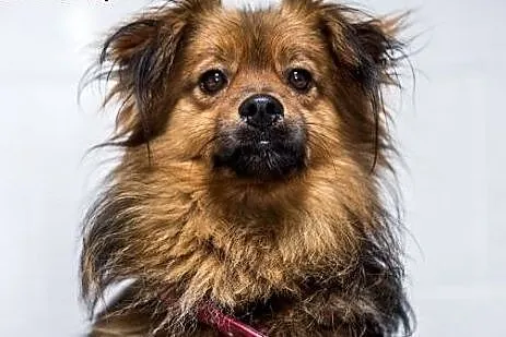 PAPILOT - mały, fajny pies - do adopcji dzisiaj je