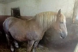 Klacz zimnokrwista wysokoźrebna