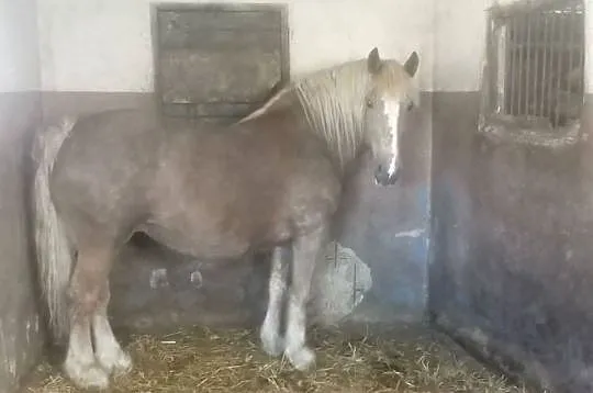 Klacz zimnokrwista wysokoźrebna, Świętokrzyskie, Piórków