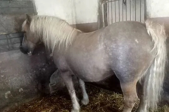 Klacz zimnokrwista wysokoźrebna, Świętokrzyskie, Piórków