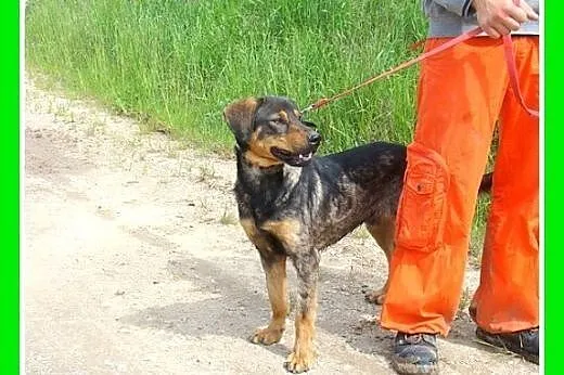 Duży pies dla aktywnych,energiczny,przyjazny GOŃCZ