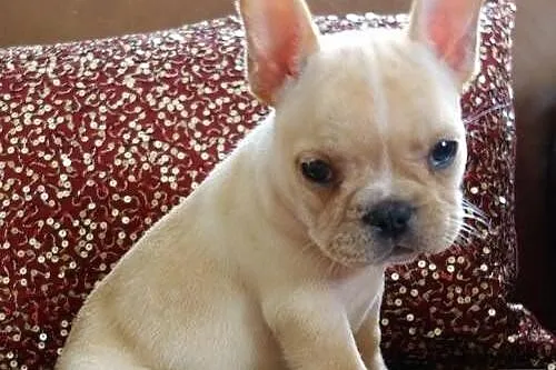 Zarejestrowanych Szczenięta Buldog Francuski