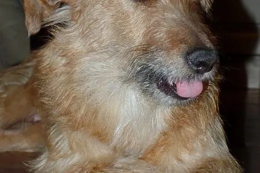 Beza do adopcji,  lubuskie Świebodzin
