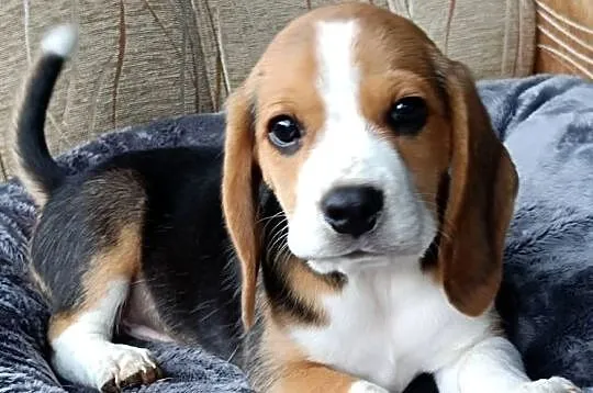 Szczenaik Beagle, Podkarpackie, Mielec