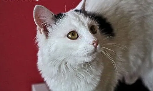 Jestem Lemurem? Nie! Chyba kotką :) Do adopcji, d