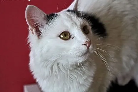 Jestem Lemurem? Nie! Chyba kotką :) Do adopcji,  d