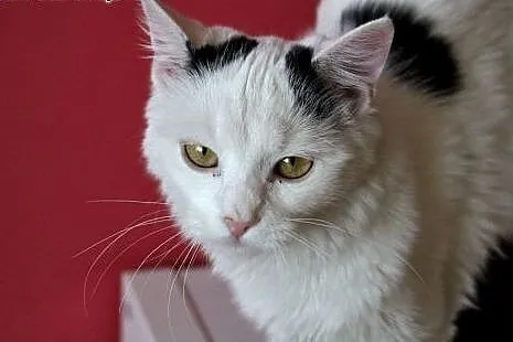 Jestem Lemurem? Nie! Chyba kotką :) Do adopcji,  d