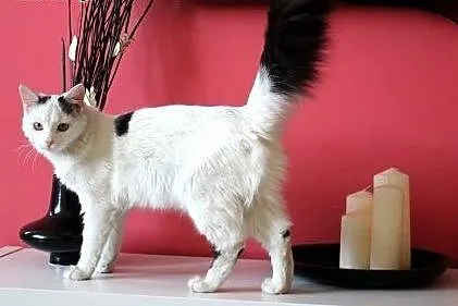 Jestem Lemurem? Nie! Chyba kotką :) Do adopcji,  d