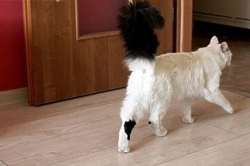 Jestem Lemurem? Nie! Chyba kotką :) Do adopcji,  d