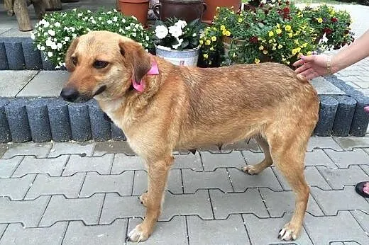 Beti psi anioł, bardzo grzeczna, niekonfliktowa su