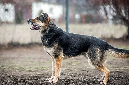 Leo - wierny towarzysz, najlepszy przyjaciel:), , Wrocław