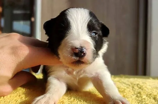 Szczeniak BORDER COLLIE z prof. Hodowli, Pies z pełną dok.