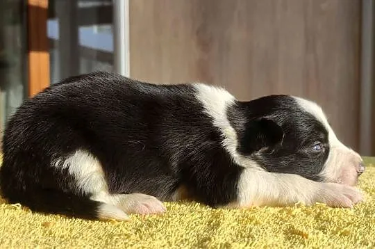 Szczeniak BORDER COLLIE z prof. Hodowli, Pies z pełną dok., Małopolskie, Kraków