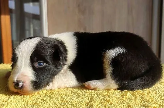 Szczeniak BORDER COLLIE z prof. Hodowli, Pies z pełną dok., Małopolskie, Kraków