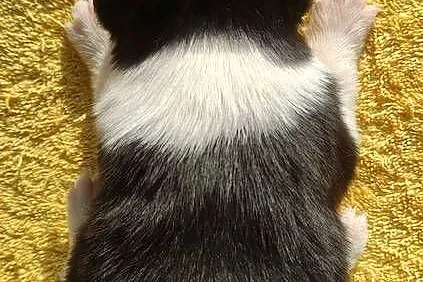 Szczeniak BORDER COLLIE z prof. Hodowli, Pies z pełną dok., Małopolskie, Kraków