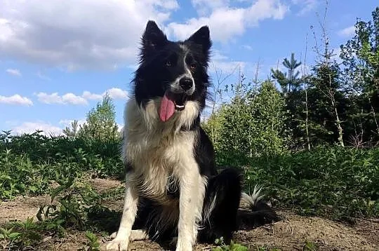 Szczeniak BORDER COLLIE z prof. Hodowli, Pies z pełną dok., Małopolskie, Kraków
