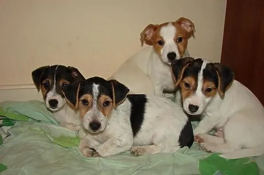 Psy Jack Russel Terrier