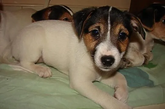 Psy Jack Russel Terrier
