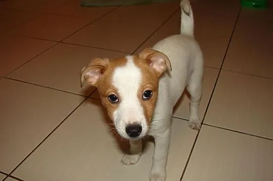 Psy Jack Russel Terrier