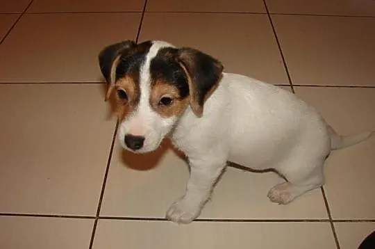 Psy Jack Russel Terrier