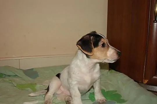 Psy Jack Russel Terrier