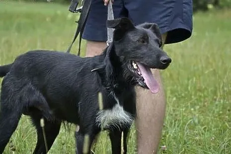 Pokochaj czarnego Platonka - nikt o niego nie pyta