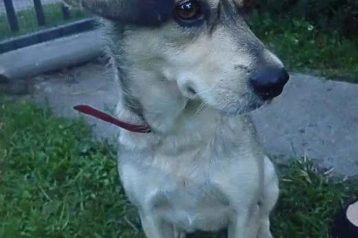 Pilnie sunia szuka domu dom albo ulica,  Kundelki 