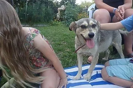 Pilnie sunia szuka domu dom albo ulica,  Kundelki 