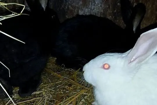 Króliki samce samice 6 i 7 miesieczne mieszańce, Podkarpackie, Wielopole Skrzyńskie