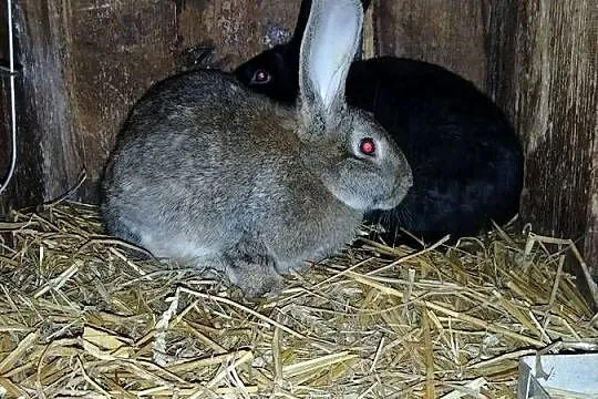 Króliki samce samice 6 i 7 miesieczne mieszańce, Podkarpackie, Wielopole Skrzyńskie