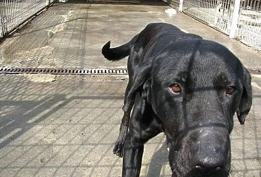 Czarny labrador czeka może właśnie na Ciebie :),
