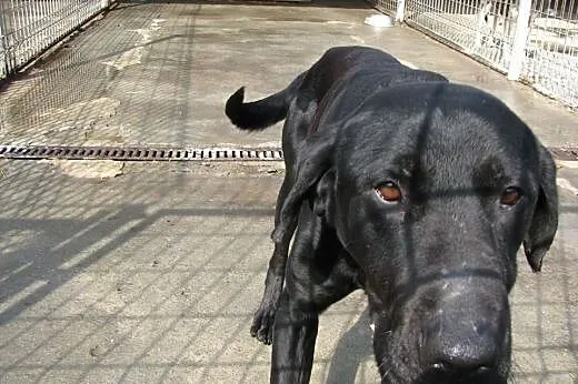 Czarny labrador czeka może właśnie na Ciebie :),  