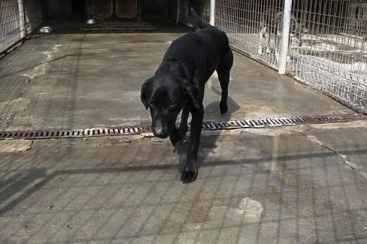 Czarny labrador czeka może właśnie na Ciebie :),  