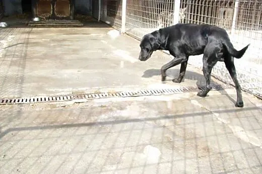 Czarny labrador czeka może właśnie na Ciebie :),  