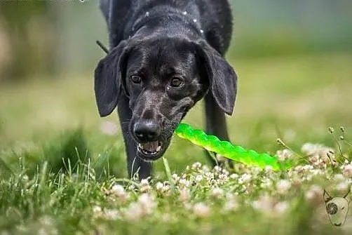 Kofi - czarna, uśmiechnięta sunia w typie labrador