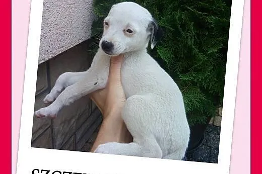 8 tygodniowa suczka do ADOPCJI !,  małopolskie Kraków