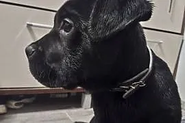 Szczeniaki Cane Corso