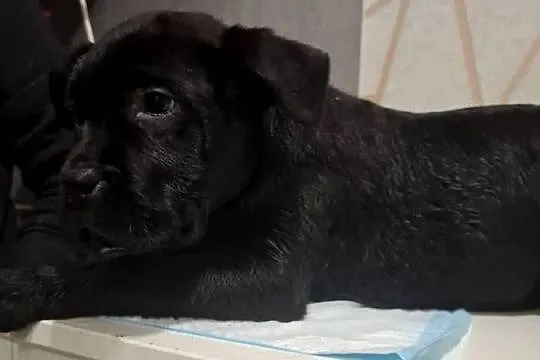 Szczeniaki Cane Corso, Mazowieckie, Radom