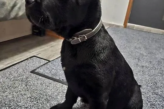 Szczeniaki Cane Corso, Mazowieckie, Radom