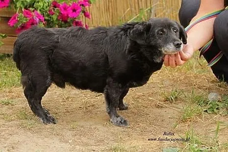 Rufus - ponad 10 letni staruszek,  mazowieckie Now