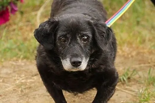 Rufus - ponad 10 letni staruszek,  mazowieckie Now