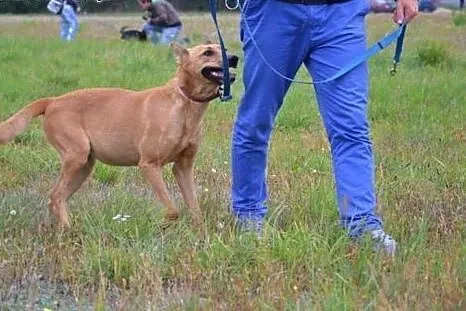 Masza kocha ludzi, czeka w schronisku na dobrego a