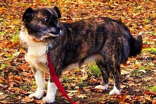 MURKA - piękna, wyjątkowa sunia szuka domu,  mazowieckie Warszawa