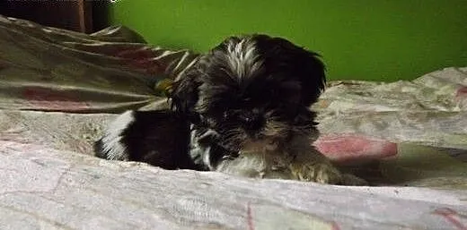 Szczeniaczki shih tzu, wielkopolskie Poznań