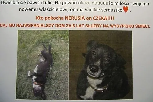 Pełen energii, przyjaciel każdego, zdrowy i uśmiec