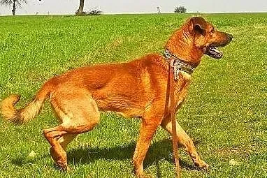 Super psiak Korin do adopcji!,  mazowieckie Radom