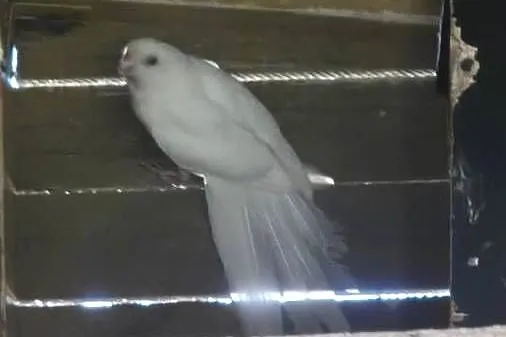 Sprzedam rozelle królewskie lutino Orange mutacje